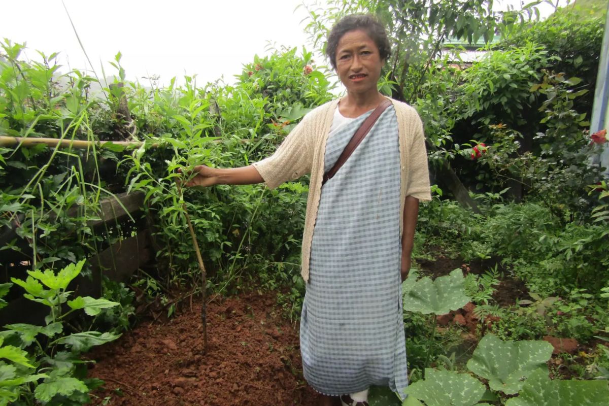 Bybor planterar träd i fält i Khasi Hills, Indien